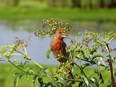 Wildlife nature avian photo