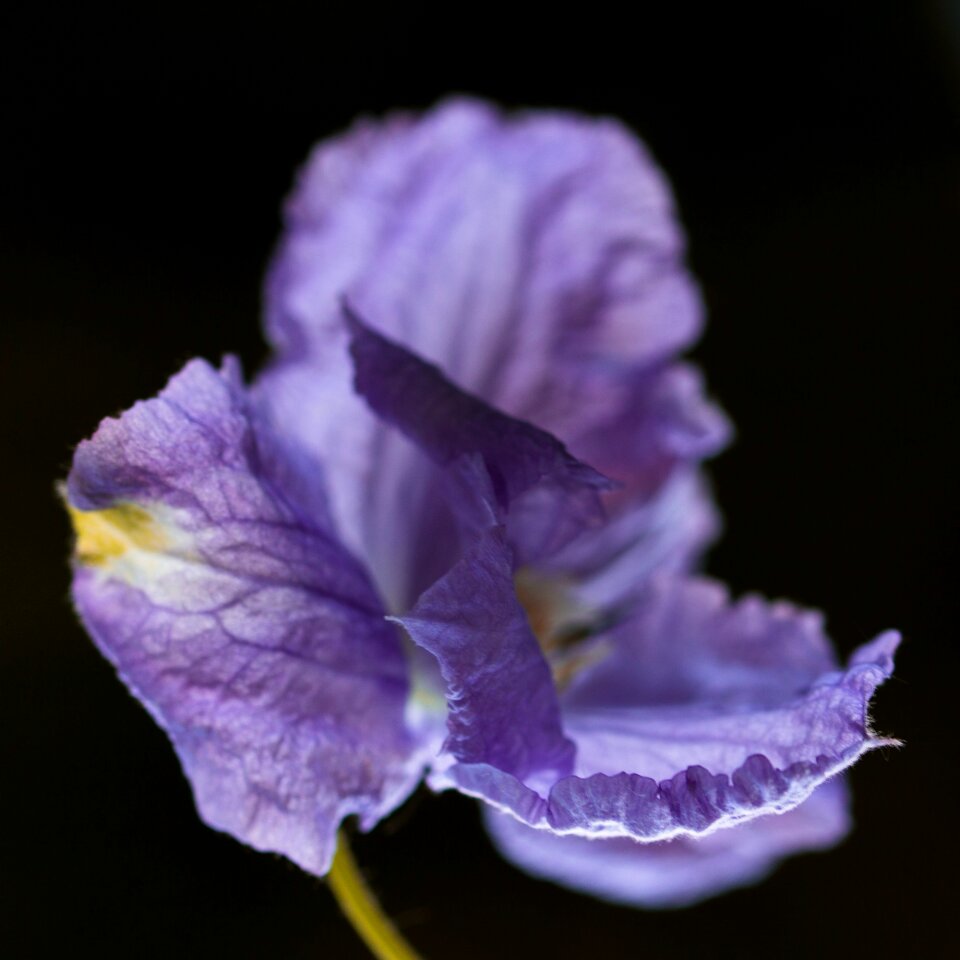 Blossom bloom filigram