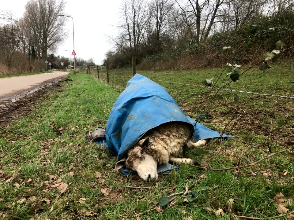schaap op het droge 
