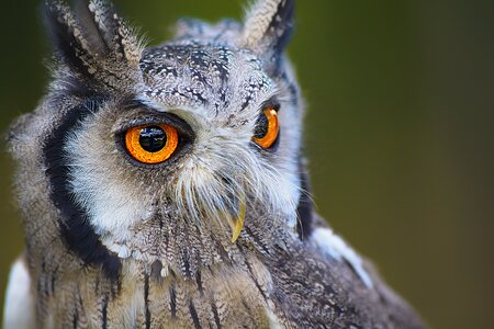 Nature portrait eyes