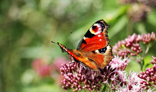Close up nature animal