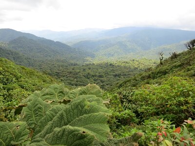 Costa rica monteverde jungle