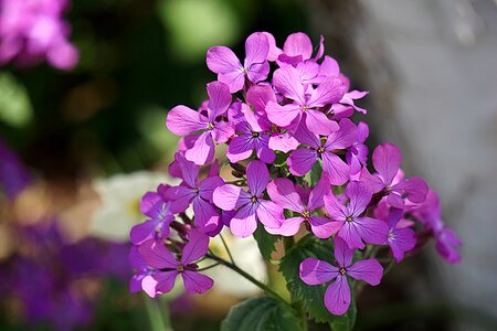 Petals nature spring photo