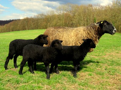 Lambs black sheep pasture