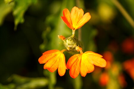 Kanakambaram flower three petal flower orange petal flower