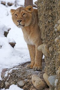 Predator big cat snow photo