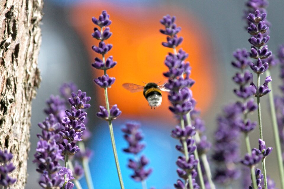 Insect flying lavender flowers