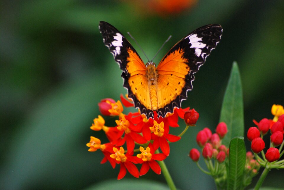 Insect beauty colorful