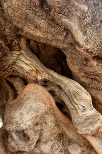 Gnarled old nature