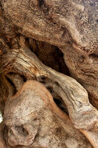 Gnarled old nature photo