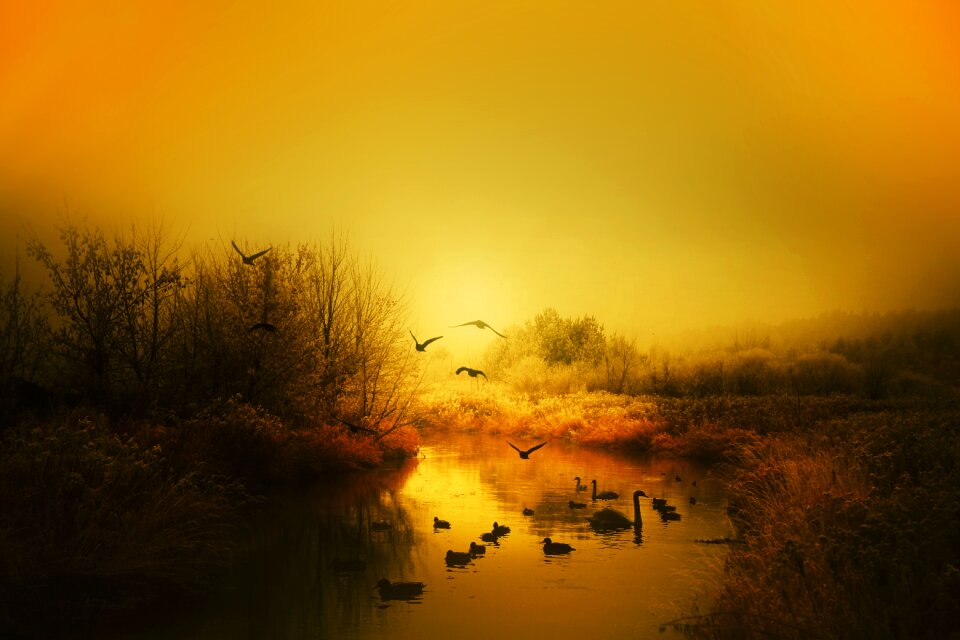 East beautiful swans