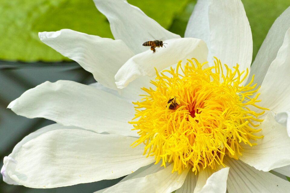 Flora insect flower