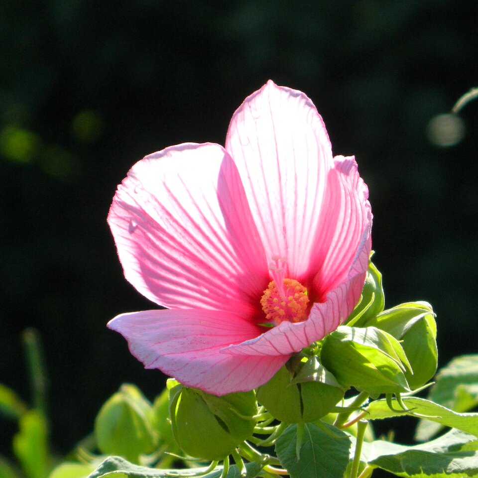Blooming gardening colorful
