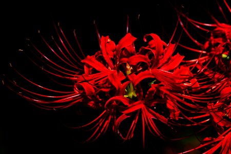 Spider lily red flowers higanbana photo