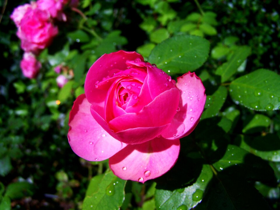 Rose esőcseppes pink garden