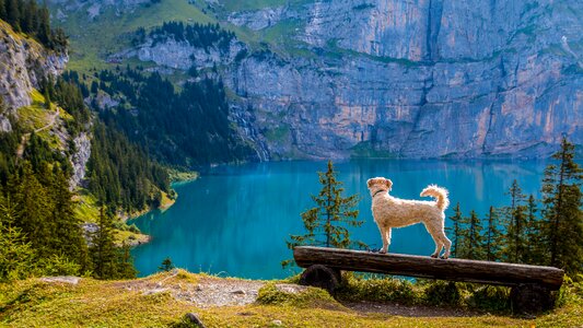 Dog irish soft coated wheaten terrier mountains photo