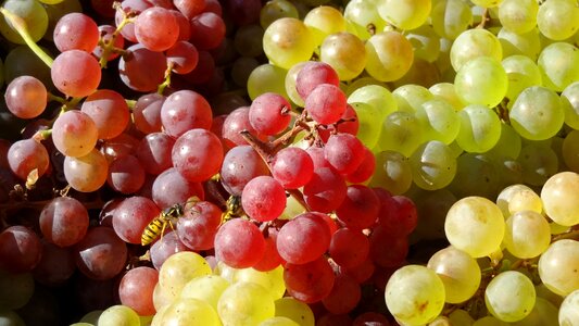 Wine fruit vineyard