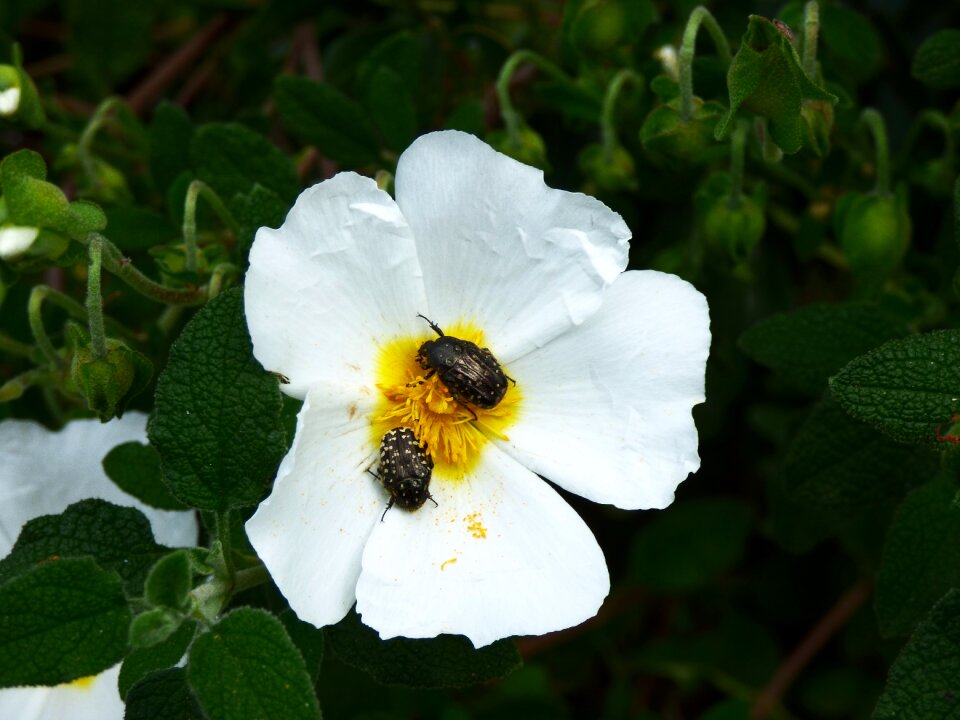 Insect bug plant