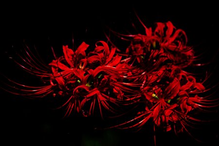 Spider lily red flowers higanbana