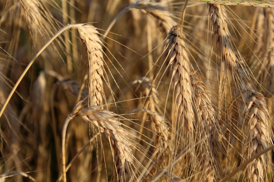 Agriculture campaign summer