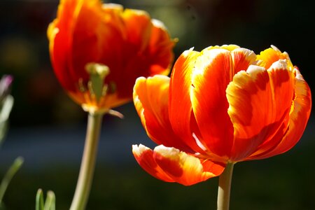 Tulips red yellow photo