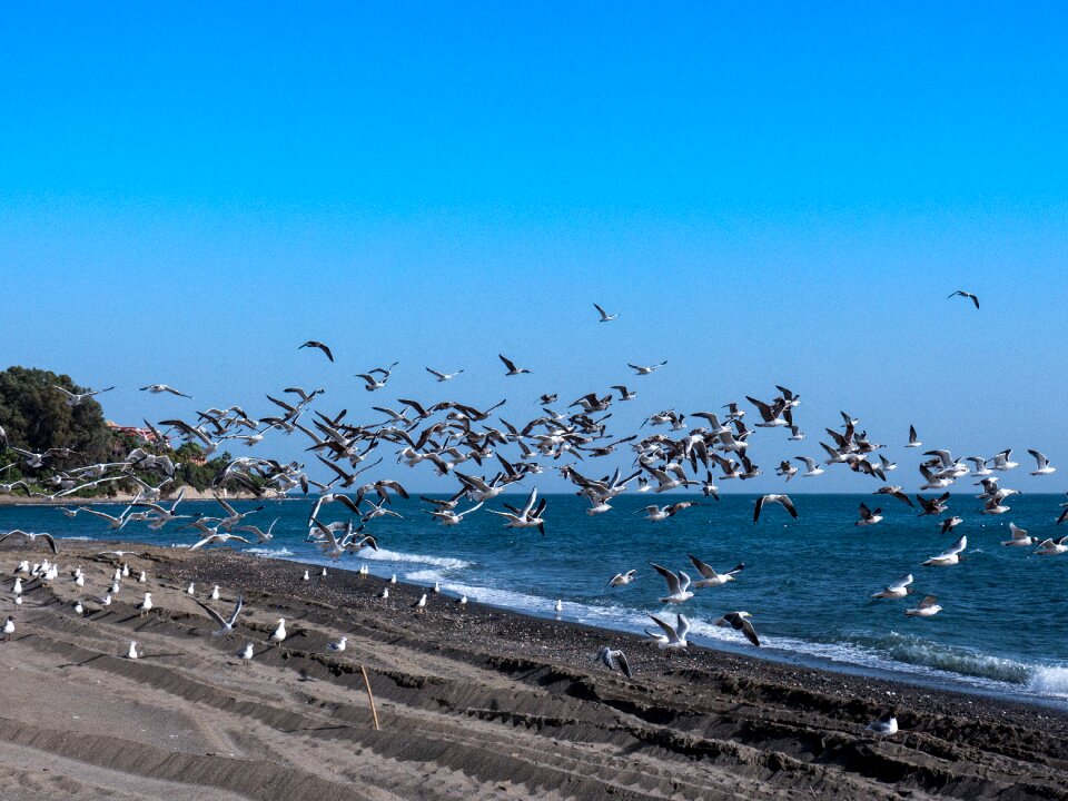 Fly mediterranean bird