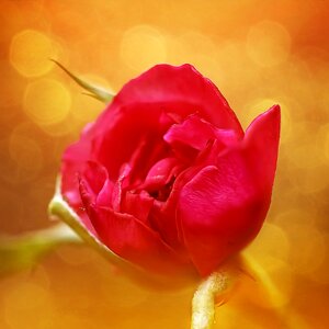 Single rose red love photo