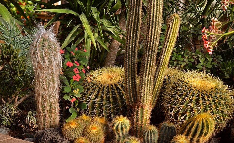 Desert botany nature