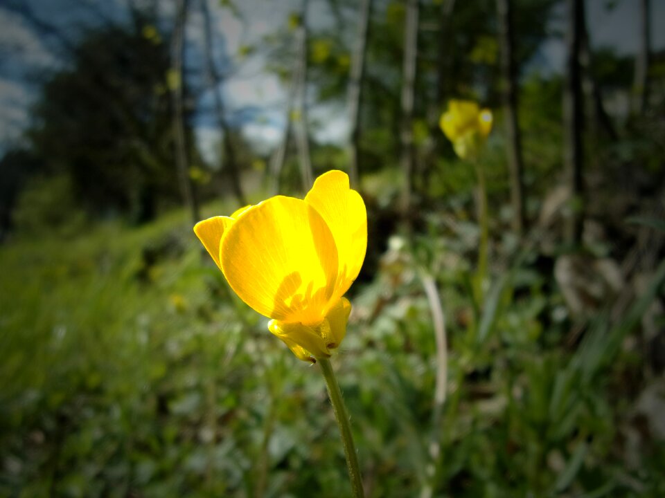 Nature country yellow flower