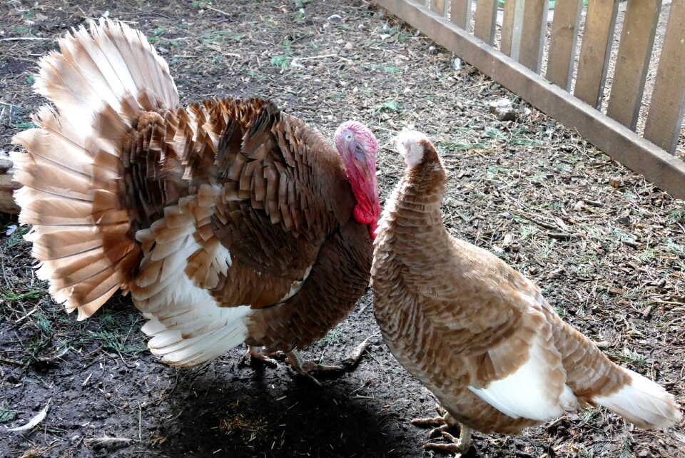 Animal livestock thanksgiving