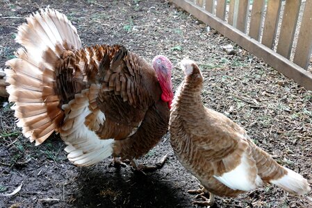 Animal livestock thanksgiving