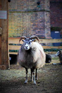 Nature animal world farm