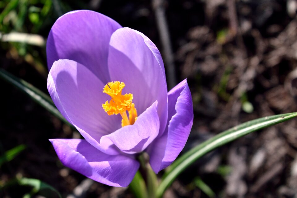 Flower saffron nature