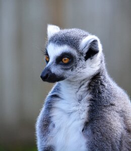 Primate mammal wildlife