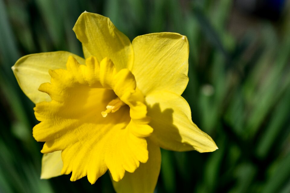 Yellow spring flower
