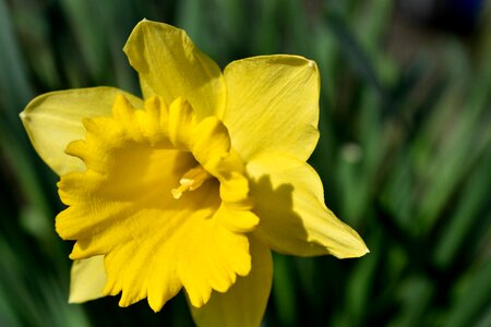 Yellow spring flower photo