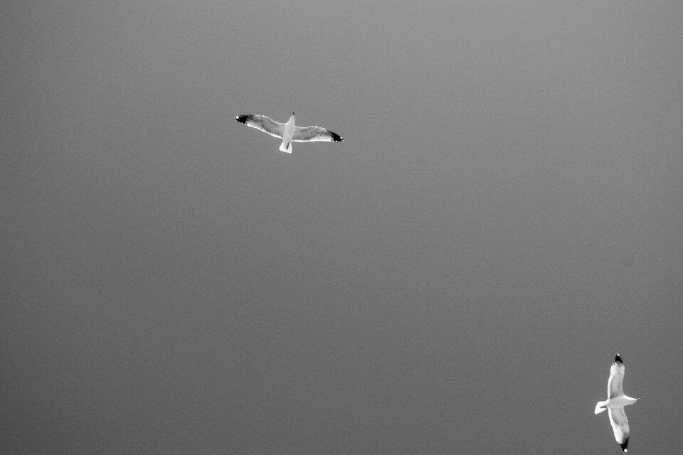 Wings sky nature