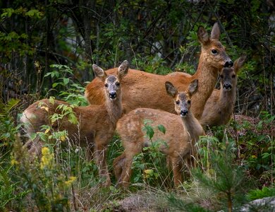 The nature of the the calves family