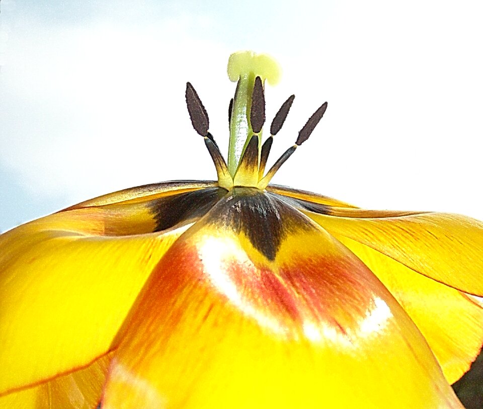 Pistil blossomed close up