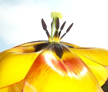 Pistil blossomed close up photo