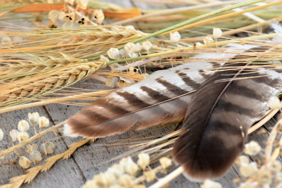 Decorative feather decoration stone
