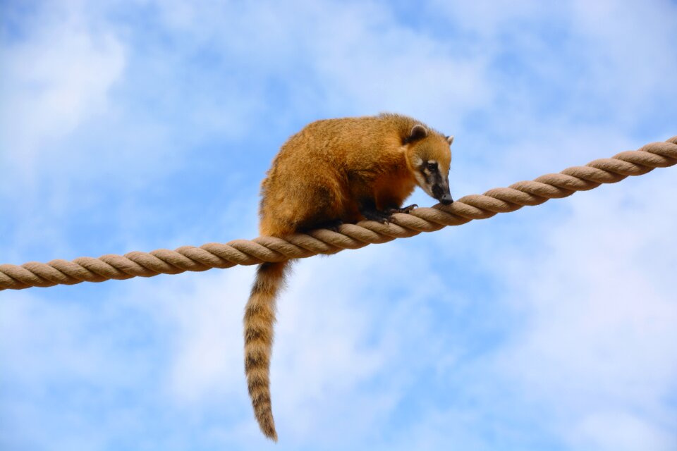 Mammal nature wildlife