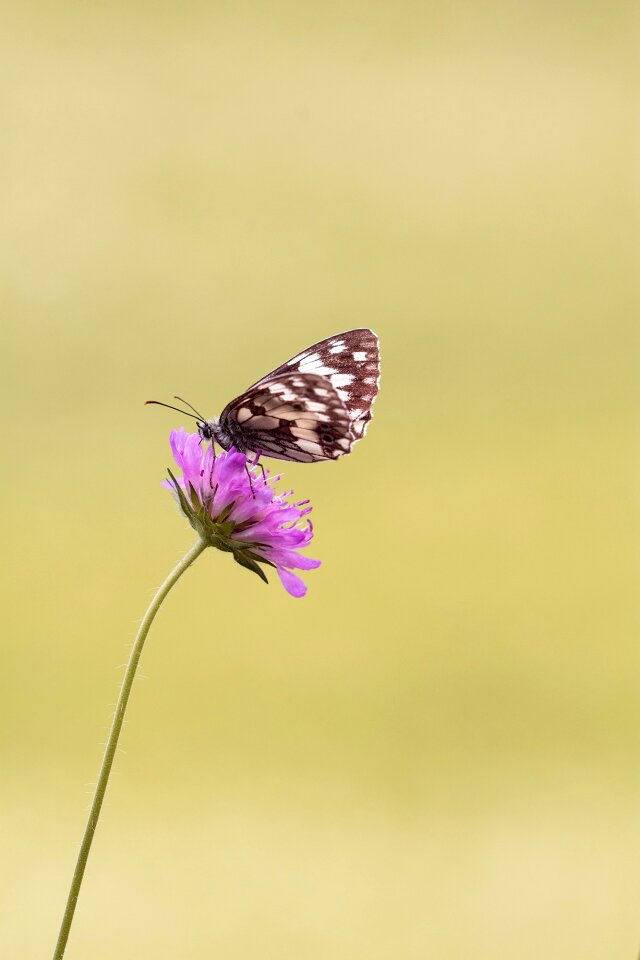 Edelfalter nature insect