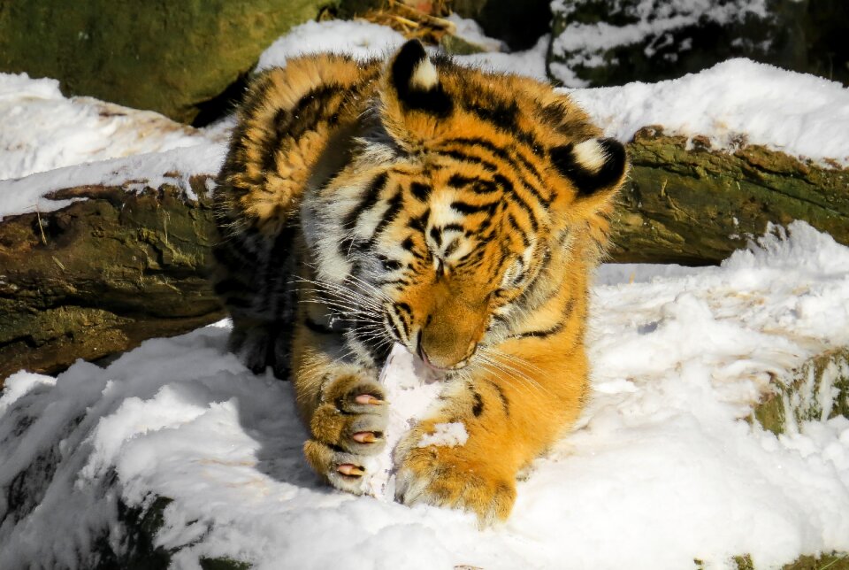 Young animal nuremberg wild
