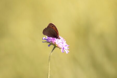 Flight insect animal flower