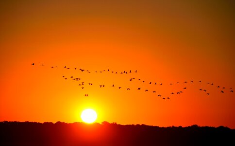 Birds flying herons