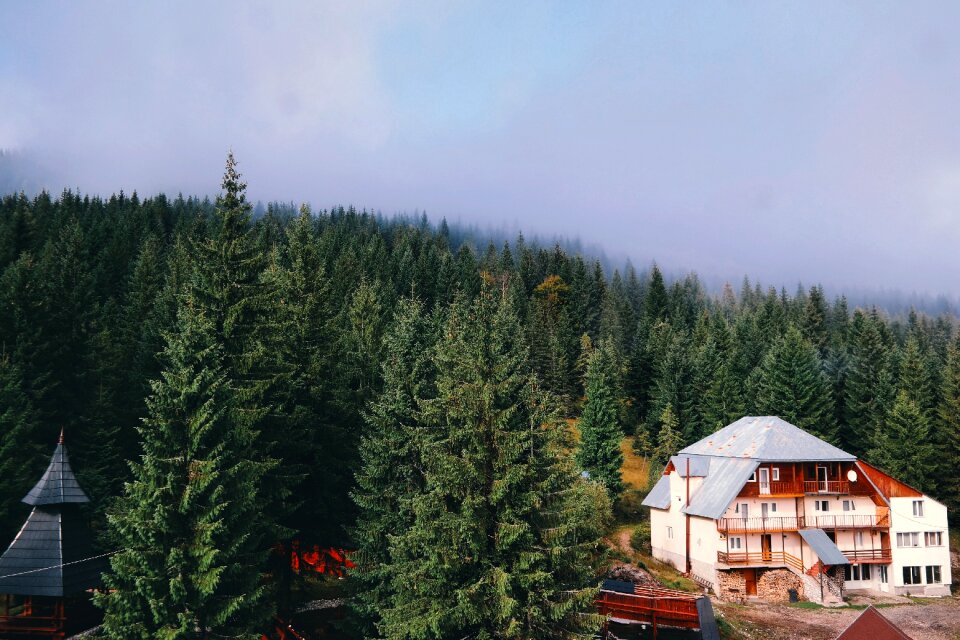 Architecture forest alpine
