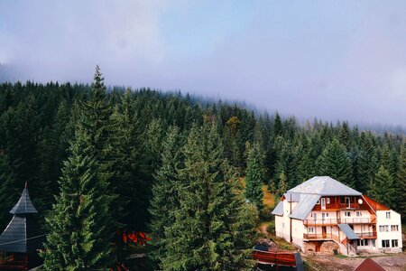 Architecture forest alpine