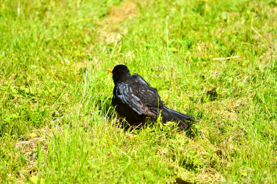 Animal black bird grass