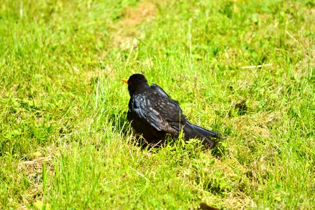 Animal black bird grass photo